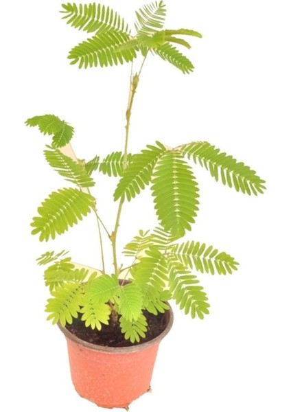 Küstüm Çiçeği, Mimosa Pudica 10-20 cm