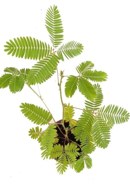 Küstüm Çiçeği, Mimosa Pudica 10-20 cm