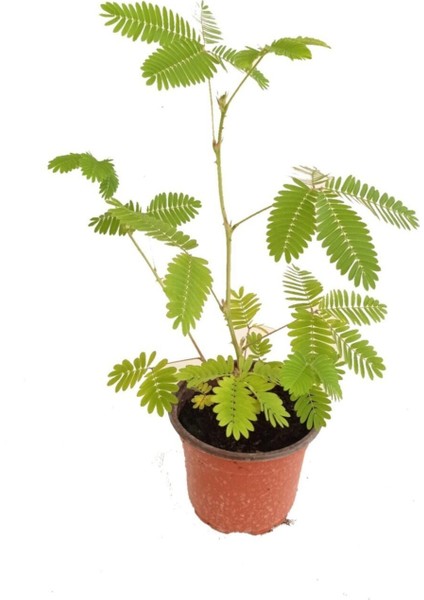 Küstüm Çiçeği, Mimosa Pudica 10-20 cm