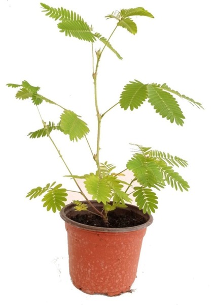 Küstüm Çiçeği, Mimosa Pudica 10-20 cm