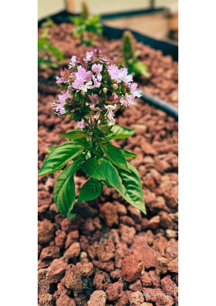 Taze Tayland Fesleğeni ( Tai Basil) Yaprakları- 125GR