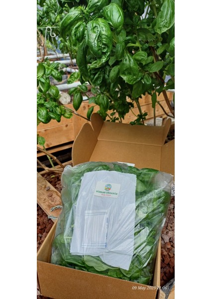 Taze Tayland Fesleğeni ( Tai Basil) Yaprakları- 125GR