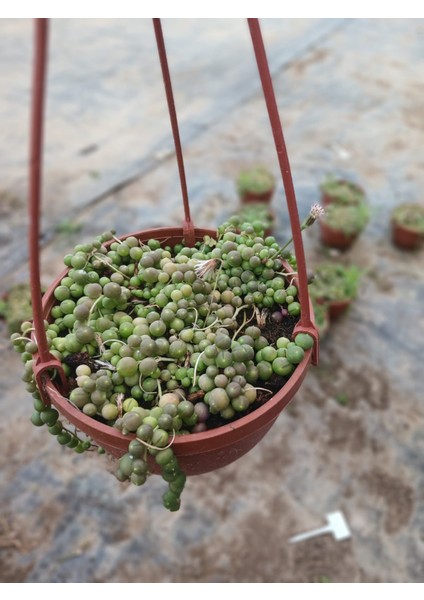Karanfil Kokulu 10-20 Cm. Tesbih Çiçeği Saksıda