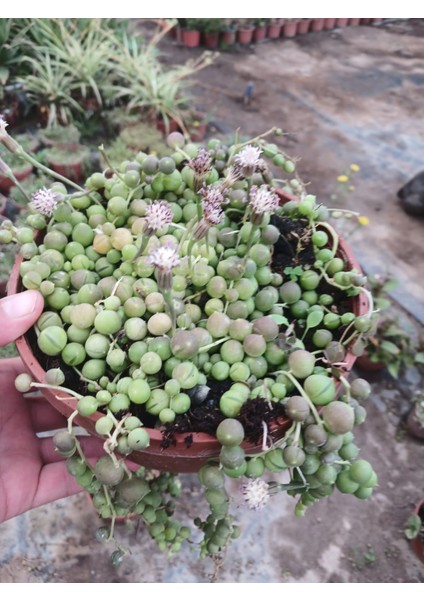 Karanfil Kokulu 10-20 Cm. Tesbih Çiçeği Saksıda fiyatları