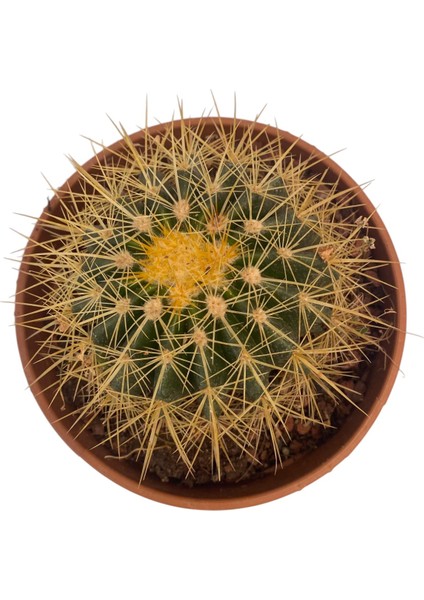 Echino Kaktüs / Golden Barrel Cactus