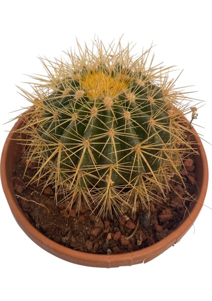 Echino Kaktüs / Golden Barrel Cactus