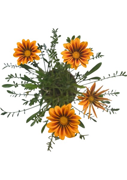 Gazanya Çiçeği /gazania Rigens Saksılı 30-50CM 2 Adet