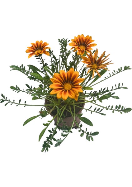 Gazanya Çiçeği /gazania Rigens Saksılı 30-50CM 2 Adet fiyatları