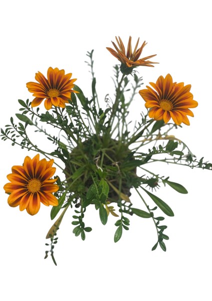 Gazanya Çiçeği /gazania Rigens Saksılı 30-50CM 2 Adet modelleri