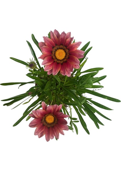 Gazanya Çiçeği /gazania Rigens Saksılı 30-50CM 2 Adet fırsatları