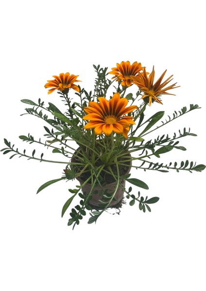 Gazanya Çiçeği /gazania Rigens Saksılı 30-50CM 2 Adet indirimleri