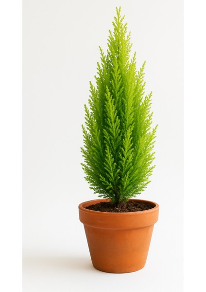 Limon Çamı Çeliği 10CM Tüplü 20ADET