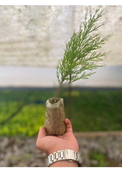 Limon Çamı Çeliği 10CM Tüplü 20ADET