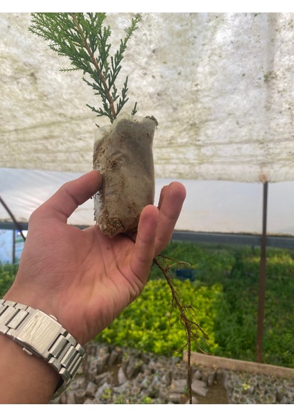 Limon Çamı Çeliği 10CM Tüplü 20ADET