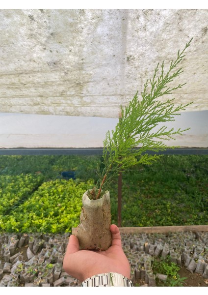 Limon Çamı Çeliği 10CM Tüplü 20ADET
