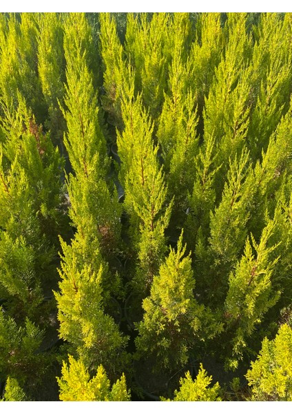 Saksıda Boylu Limon Çamı