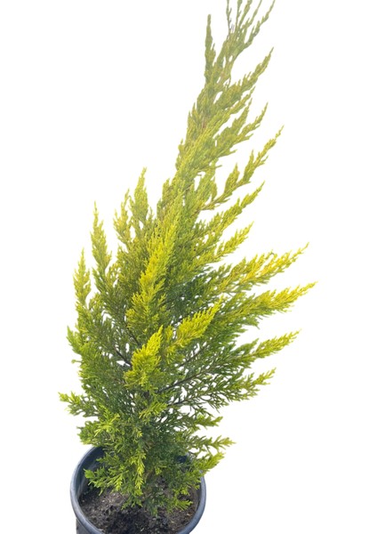 Saksıda Boylu Limon Çamı