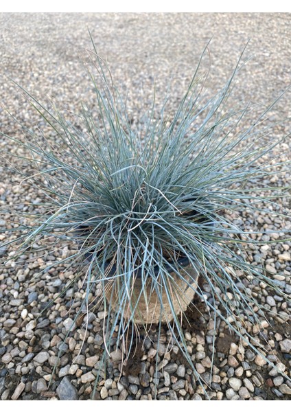 Festuca Glauca/ Mavi Çim Saksıda 20-40 cm