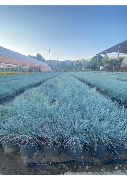 Festuca Glauca/ Mavi Çim Saksıda 20-40 cm