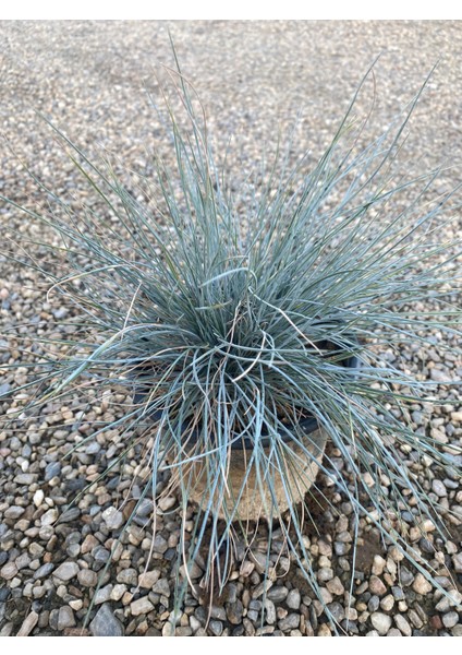 Festuca Glauca/ Mavi Çim Saksıda 20-40 cm