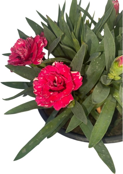 Kokulu Karanfil Çiçeği Kırmızı-Pembe-Beyaz Saksılı Bodur 15-25CM fiyatları