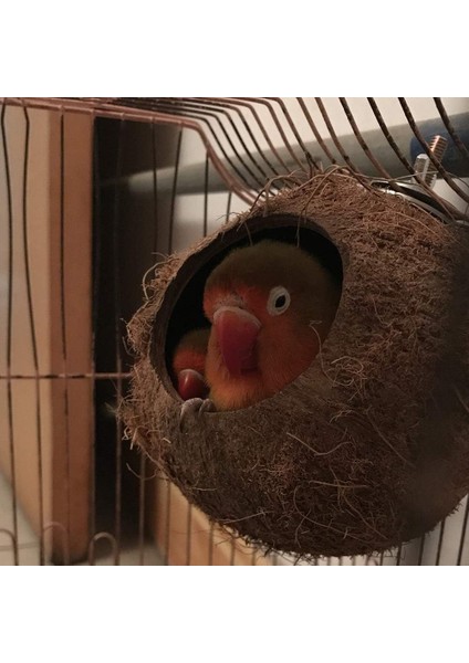 Trendme Hindistan Cevizi Kuş Yuvalığı (Büyük Boy) fiyatları