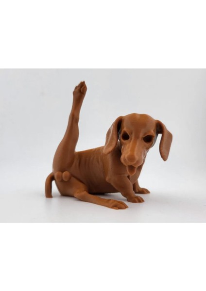 Sevimli Dachshund Minyatür Süs Köpeği