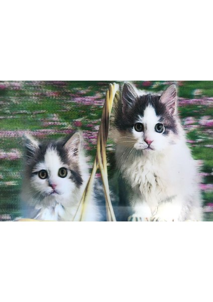 5d Elmas Boyama Sevimli Kediler Ikili Kedi Resmi Tablosu 40X60 Cm.glpzr