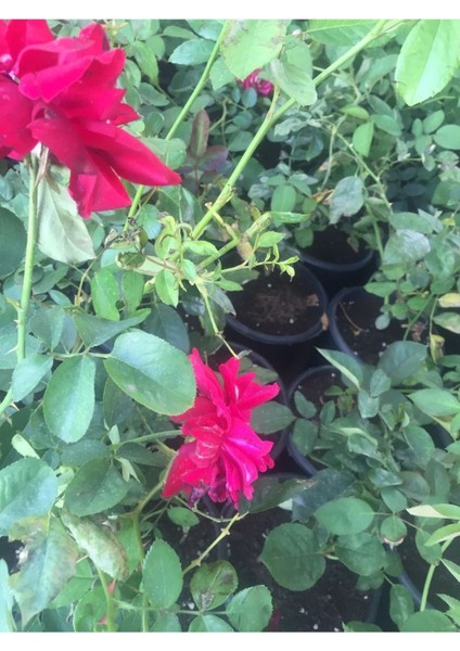 Saksıda Sarmaşık Gül Fidanı Isparta Gülü Rosa Rampicanti 5 Adet