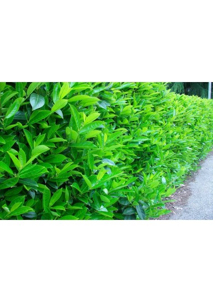 Parlak Yapraklı Kartopu – Viburnum Lucidum 30-40 cm Çit Bitkisi 20 Adet