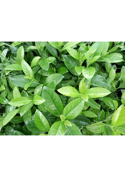 Parlak Yapraklı Kartopu – Viburnum Lucidum 30-40 cm Çit Bitkisi 20 Adet