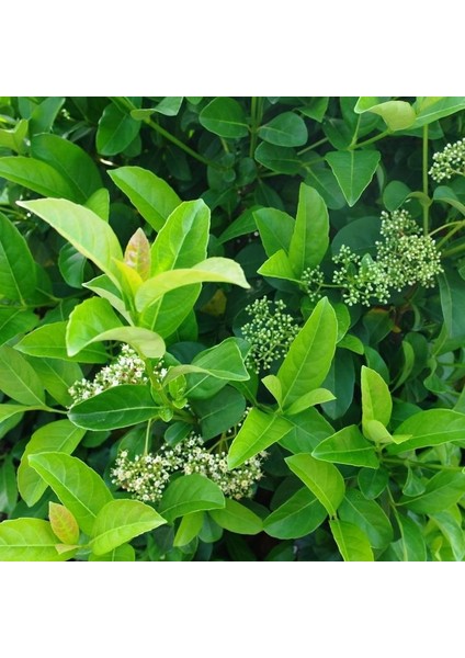 Parlak Yapraklı Kartopu – Viburnum Lucidum 30-40 cm Çit Bitkisi 20 Adet