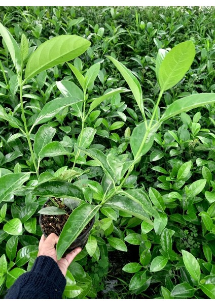 Parlak Yapraklı Kartopu – Viburnum Lucidum 30-40 cm Çit Bitkisi 20 Adet