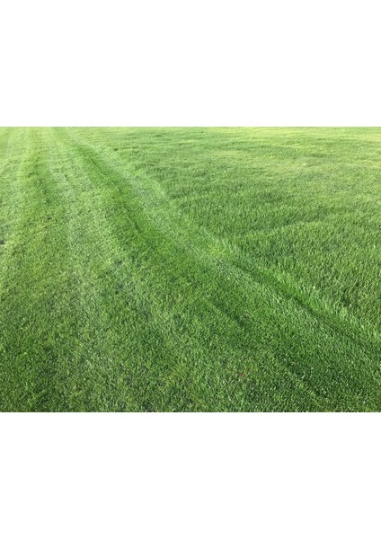 Fito Dynamıc 4 Mix Çim Tohumu Karışımı Geniş Alanlar Için fiyatları