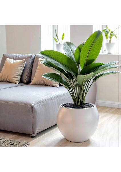 Küre Saksı Yuvarlak Saksı Modern Dekoratif Iç Hazneli Plastik 27 Litre Beyaz Renk