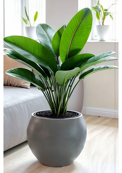 Dekoratif Modern Tasarım 27 Litre Küre Saksı Antrasit Renk