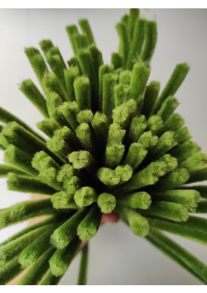 100'LÜ Ordu Yeşili Renkli Şönil, Eğitici Şönil Seti, Tüylü Tel, 30 cm 6mm modelleri