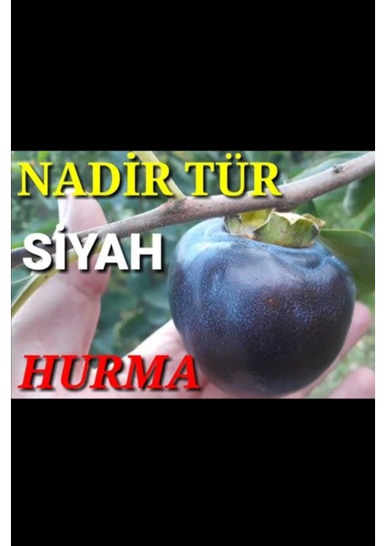 Özel Tür Tüplü ve Aşılı Black (Siyah) Trabzon Hurma Fidanı Sınırlı Sayıda