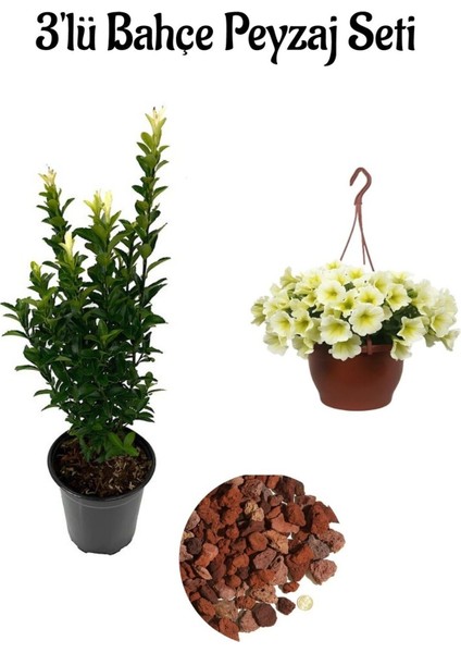 Yeşil TAFLAN(15-25CM)+SARI Petunya ÇIÇEĞI(20-30CM)+2LT Curf Dekoratif Taş 3'lü Peyzaj Seti