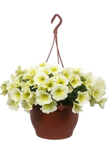 Yeşil TAFLAN(15-25CM)+SARI Petunya ÇIÇEĞI(20-30CM)+2LT Curf Dekoratif Taş 3'lü Peyzaj Seti