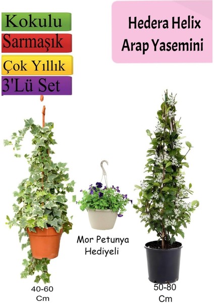 Hedera Helix Sarmaşığı+ Arapyasemini+ Mor Petunya Hediyeli