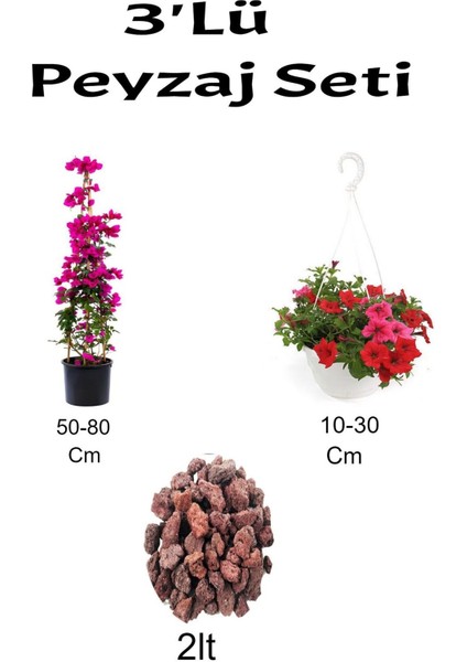 3'lü Peyzaj Seti Pembe Begonvil Kırmızı Petunya Çiçeği Curf