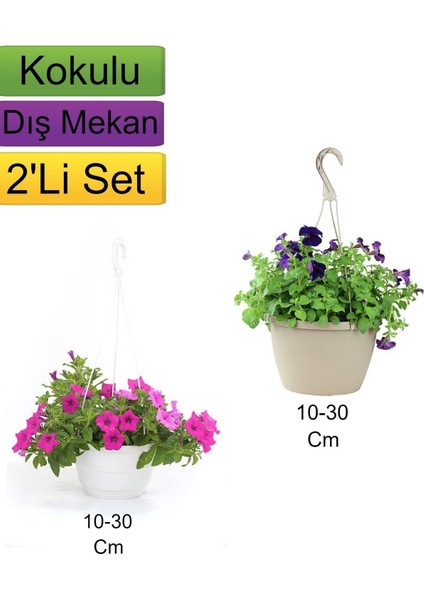 2'li Set Pembe + Mor Renkli Petunya Çiçeği