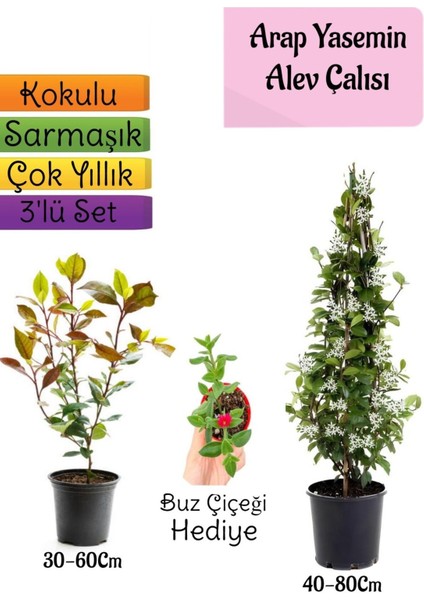 Mis Kokulu Arap Yasemini+Alev Çalısı Fidanı+Buz Çiçeği Hediye 3'lü Set