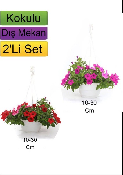 2'li Set Kırmızı+ Pembe Renkli Petunya Çiçeği