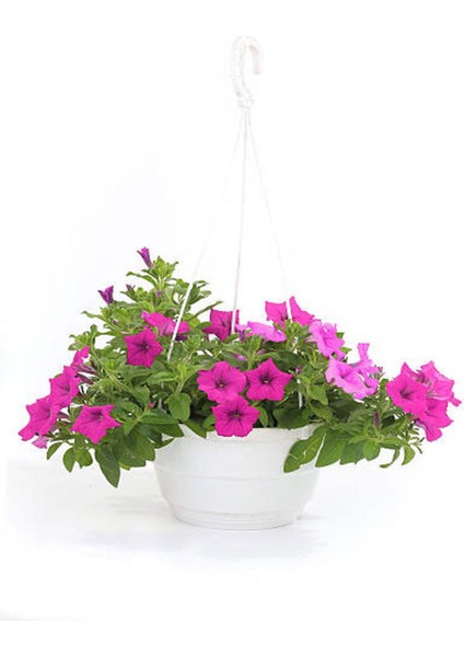 2'li Set Kırmızı+ Pembe Renkli Petunya Çiçeği