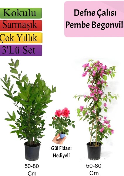 Defne Çalısı+Pembe Begonvil+ Gül Fidanı Hediyeli