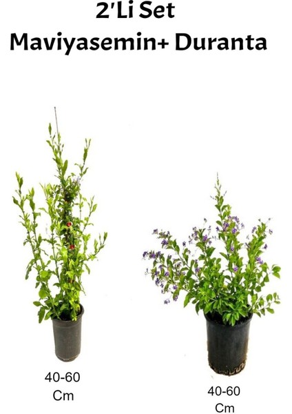 Mis Kokulu Mavi Yasemin +Mor Duranta Dış Mekan Bitkisi