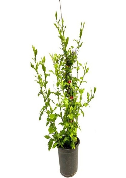 Mis Kokulu Mavi Yasemin +Mor Duranta Dış Mekan Bitkisi fiyatları