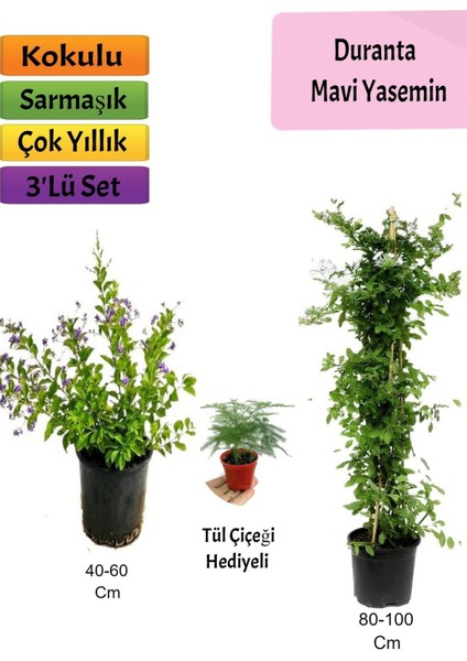 Mavi Yasemin+ Duranta+ Tül Çiçeği Fidanı